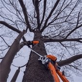 Worker pruning a tree using safety harness and equipment during winter