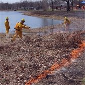 Crews conducting a controlled burn along a grassy shoreline at a Lombard Park