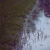 close up of flooded green grass