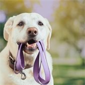 close up photo of dog holding lilac leash in its mouth with green and yellow blurred background