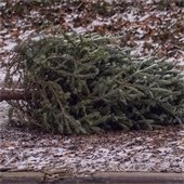 Discarded holiday tree placed outdoors for recycling