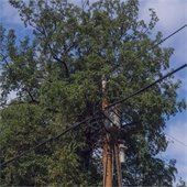 Tree branches growing near overhead power lines and a utility pole
