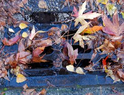 Colorful fall leaves on storm drain inlet