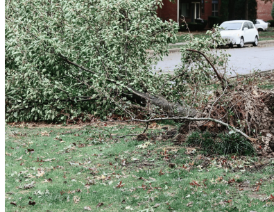 tree down on grass near curb